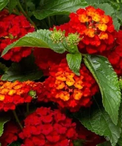 Red Lantana Live Plant – Fragrant Flowers Perennial for Garden – 4 to 6 Inch Tall - Image 7
