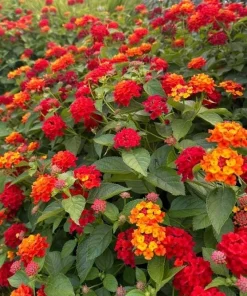 Red Lantana Live Plant – Fragrant Flowers Perennial for Garden – 4 to 6 Inch Tall - Image 8