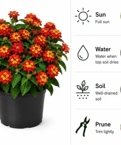 Red Lantana Live Plant Starter Set – 4 Plants, 4-7 Inch Tall, Bicolor Flowers for Outdoor - Image 2