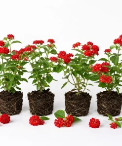 Red Lantana Live Plant Starter Set – 4 Plants, 4-7 Inch Tall, Bicolor Flowers for Outdoor - Image 3