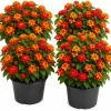 Red Lantana Live Plant Starter Set – 4 Plants, 4-7 Inch Tall, Bicolor Flowers for Outdoor - Image 1