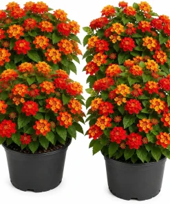 Red Lantana Live Plant Starter Set – 4 Plants, 4-7 Inch Tall, Bicolor Flowers for Outdoor - Image 1