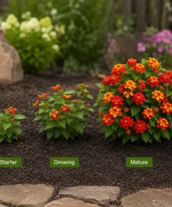 Red Lantana Live Plant Starter Set – 4 Plants, 4-7 Inch Tall, Bicolor Flowers for Outdoor - Image 5