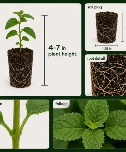 Red Lantana Live Plant Starter Set – 4 Plants, 4-7 Inch Tall, Bicolor Flowers for Outdoor - Image 6