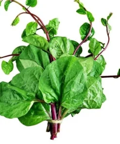 Red Malabar Spinach Seeds - 200 Seeds for Planting - Basella Rubra - Image 2