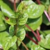 Red Malabar Spinach Seeds - 200 Seeds for Planting - Basella Rubra - Image 1