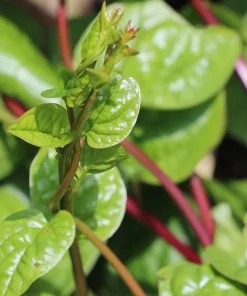 Red Malabar Spinach Seeds - 200 Seeds for Planting - Basella Rubra - Image 1