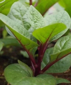 Red Malabar Spinach Seeds - 200 Seeds for Planting - Basella Rubra - Image 4