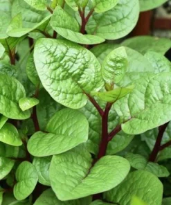 Red Malabar Spinach Seeds - 200 Seeds for Planting - Basella Rubra - Image 5