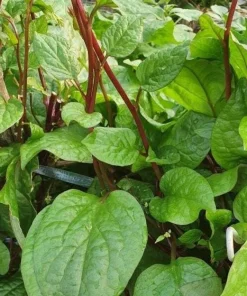 Red Malabar Spinach Seeds - 200 Seeds for Planting - Basella Rubra - Image 6