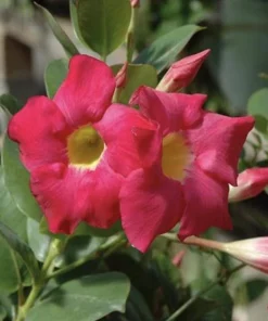 Red Mandevilla Dipladenia Live Plant - 2 Pack, 4-6 inch Tropical Vine - Image 2