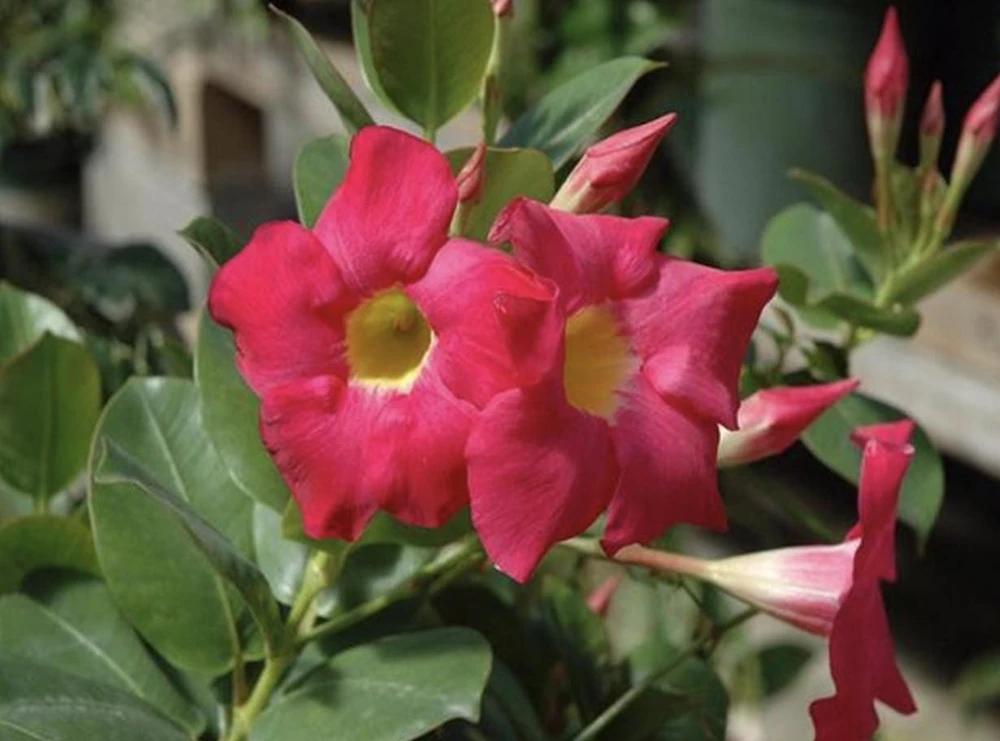 Red Mandevilla Dipladenia Live Plant - 2 Pack, 4-6 inch Tropical Vine - Image 2