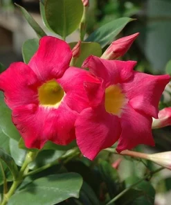 Red Mandevilla Dipladenia Live Plant - 2 Pack, 4-6 inch Tropical Vine - Image 3