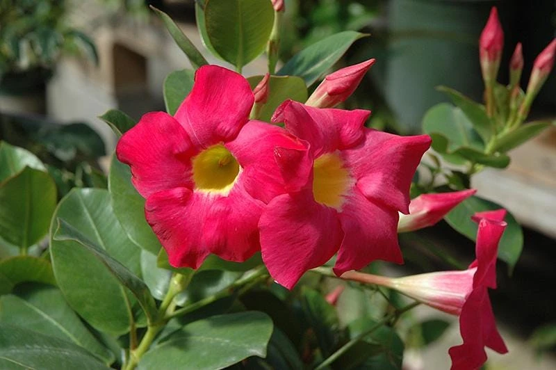 Red Mandevilla Dipladenia Live Plant - 2 Pack, 4-6 inch Tropical Vine - Image 3