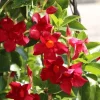 Red Mandevilla Dipladenia Live Plant - 2 Pack, 4-6 inch Tropical Vine - Image 1