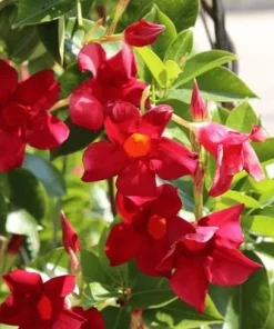 Red Mandevilla Dipladenia Live Plant - 2 Pack, 4-6 inch Tropical Vine - Image 1