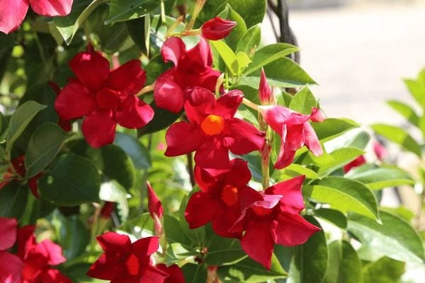 Red Mandevilla Dipladenia Live Plant - 2 Pack, 4-6 inch Tropical Vine - Image 1