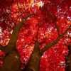 Red Maple Tree Live Plant - 10-16" Tall Seedling - Quart Pot - Outdoor Shade Tree - Image 1