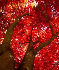 Red Maple Tree Live Plant - 10-16" Tall Seedling - Quart Pot - Outdoor Shade Tree - Image 1