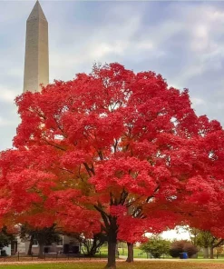 Red Maple Tree Live Plant - 10-16