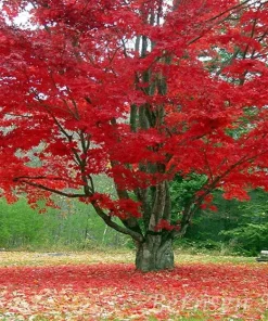 Red Maple Tree Live Plant - 10-16