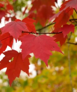 Red Maple Tree Live Plant - 10-16
