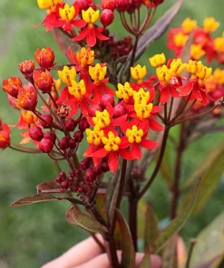 Red Milkweed Live Plants - 2 Pack, Silky Red Butterfly Garden Flower, 5-9 inches tall, Full Sun - Image 2