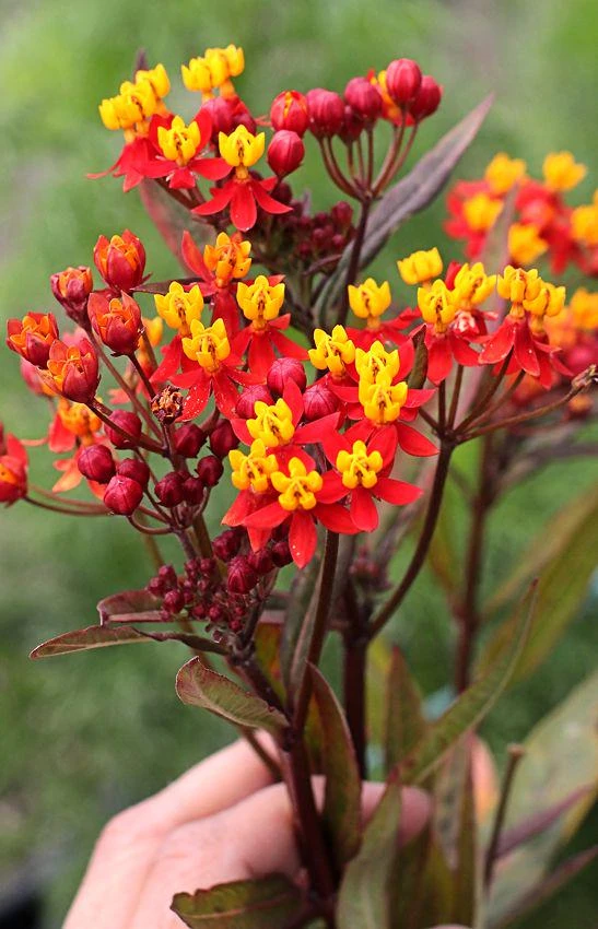 Red Milkweed Live Plants - 2 Pack, Silky Red Butterfly Garden Flower, 5-9 inches tall, Full Sun - Image 2