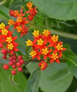 Red Milkweed Live Plants - 2 Pack, Silky Red Butterfly Garden Flower, 5-9 inches tall, Full Sun - Image 3