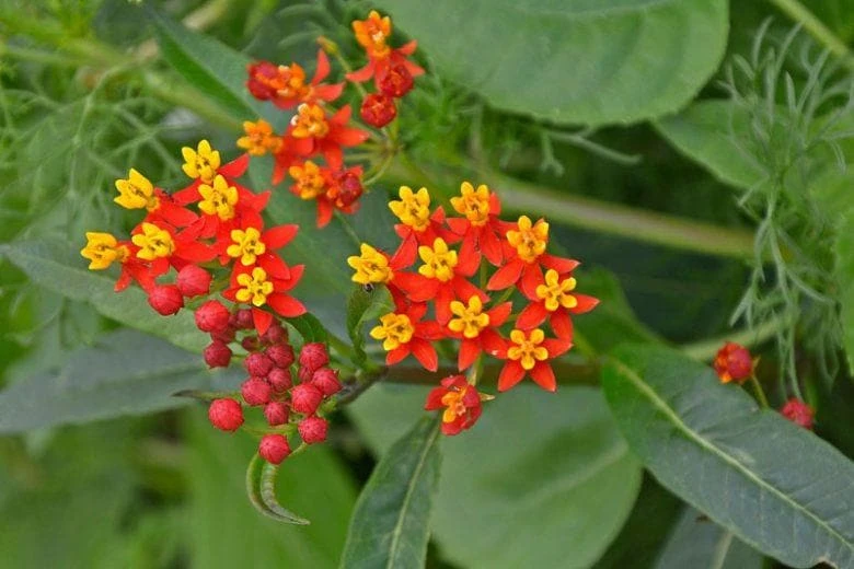 Red Milkweed Live Plants - 2 Pack, Silky Red Butterfly Garden Flower, 5-9 inches tall, Full Sun - Image 3