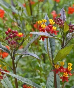 Red Milkweed Live Plants - 2 Pack, Silky Red Butterfly Garden Flower, 5-9 inches tall, Full Sun - Image 4