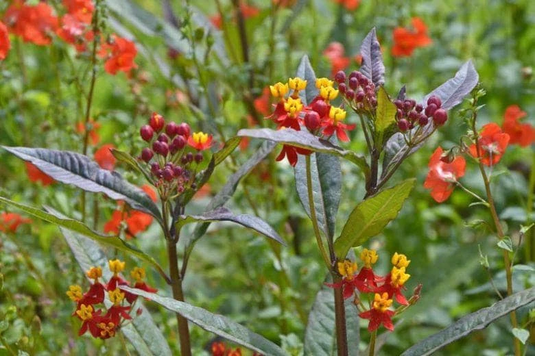 Red Milkweed Live Plants - 2 Pack, Silky Red Butterfly Garden Flower, 5-9 inches tall, Full Sun - Image 4