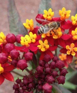 Red Milkweed Live Plants - 2 Pack, Silky Red Butterfly Garden Flower, 5-9 inches tall, Full Sun - Image 1