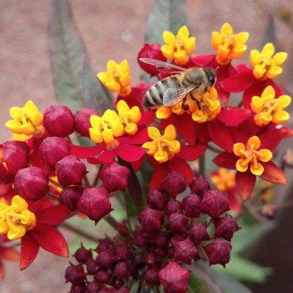 Red Milkweed Live Plants - 2 Pack, Silky Red Butterfly Garden Flower, 5-9 inches tall, Full Sun - Image 1