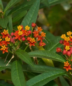Red Milkweed Live Plants – Asclepias curassavica – 2 Pack, 4-6" Tall – Pollinator Garden - Image 2