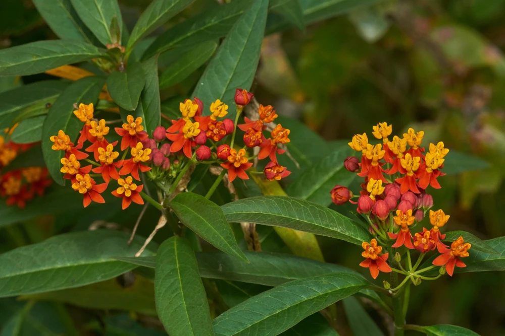 Red Milkweed Live Plants – Asclepias curassavica – 2 Pack, 4-6" Tall – Pollinator Garden - Image 2