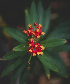 Red Milkweed Live Plants – Asclepias curassavica – 2 Pack, 4-6
