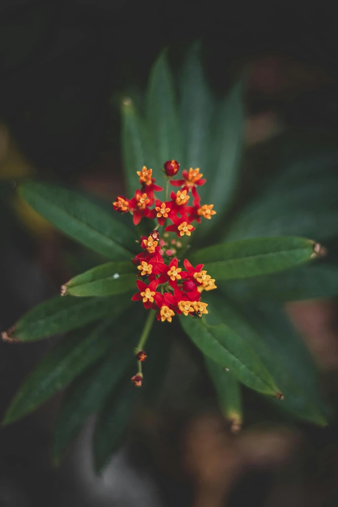 Red Milkweed Live Plants – Asclepias curassavica – 2 Pack, 4-6" Tall – Pollinator Garden - Image 3