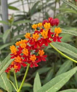 Red Milkweed Live Plants – Asclepias curassavica – 2 Pack, 4-6
