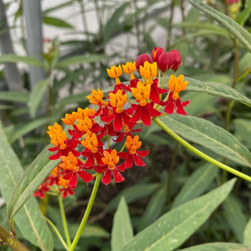 Red Milkweed Live Plants – Asclepias curassavica – 2 Pack, 4-6" Tall – Pollinator Garden - Image 4