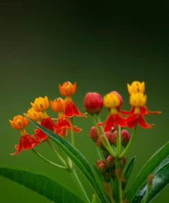 Red Milkweed Live Plants – Asclepias curassavica – 2 Pack, 4-6