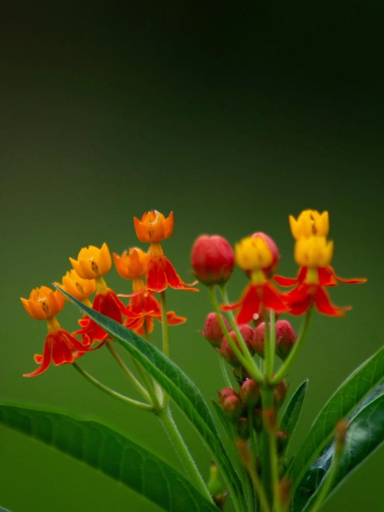 Red Milkweed Live Plants – Asclepias curassavica – 2 Pack, 4-6" Tall – Pollinator Garden - Image 5
