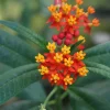 Red Milkweed Live Plants – Asclepias curassavica – 2 Pack, 4-6" Tall – Pollinator Garden - Image 1