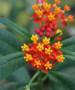 Red Milkweed Live Plants – Asclepias curassavica – 2 Pack, 4-6" Tall – Pollinator Garden - Image 1