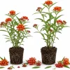 Red Milkweed Live Plants – Set of 2 Starter Plants, 4-6 Inch Asclepias Perennial for Outdoor Garden - Image 1