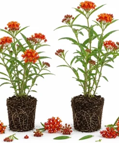 Red Milkweed Live Plants – Set of 2 Starter Plants, 4-6 Inch Asclepias Perennial for Outdoor Garden - Image 1