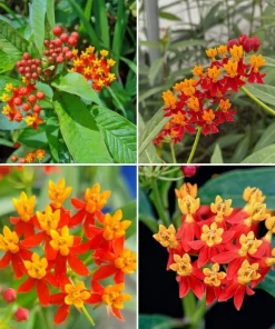 Red Milkweed Live Plants – Set of 2 Starter Plants, 4-6 Inch Asclepias Perennial for Outdoor Garden - Image 3