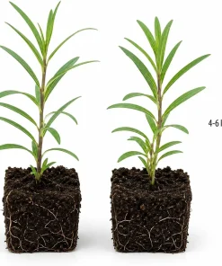 Red Milkweed Live Plants – Set of 2 Starter Plants, 4-6 Inch Asclepias Perennial for Outdoor Garden - Image 5