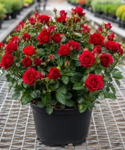 Red Mini Rose Live Plant 4-6 Inch Tall - Miniature Rose Bush for Indoor & Outdoor - Image 3