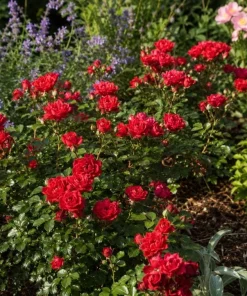 Red Mini Rose Live Plant 4-6 Inch Tall - Miniature Rose Bush for Indoor & Outdoor - Image 4